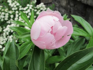 bud like peony partially closed pink peony