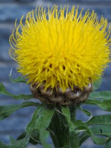 globeflower centaurea single centaurea flower