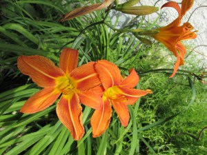 orange daylilies orange daylillies