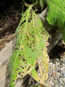 knapweed leaves knapweed leaves with snail damage
