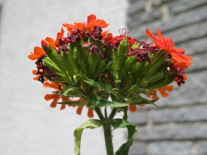 Maltese cross, or lychnis chalcedonica red flowers of Maltese Cross
