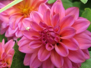 pink dahlia pink dahlia