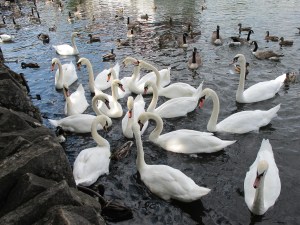 swans on the river