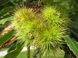 Cliveden 6 tree bloom unidentified tree flower