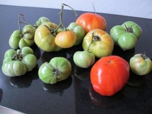 IMG_4395 other tomatoes starting to ripen