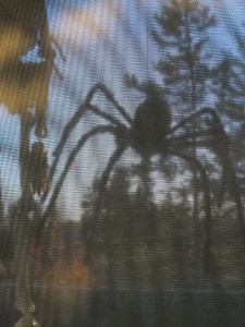 big spider