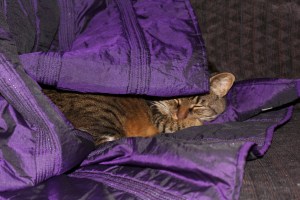 4911-Christmas prep-2011-12-19 cat under a blanket