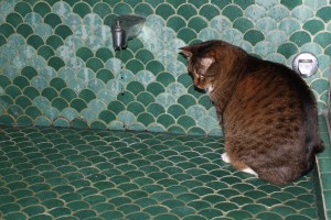 4919-Christmas-2011-12-21 cat watching water drip