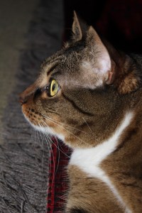 4934-Christmas-2011-12-23 cat profile