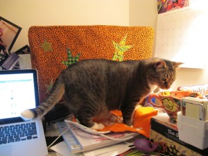 Kush cat checking out my coffee