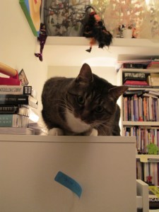 450-Kush-2012-02-06 cat on drawers