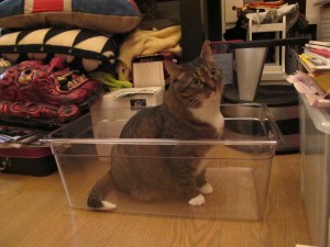 454-Kush-2012-02-06 cat in sous vide container