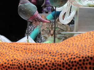 460-Kush-2012-02-06 cat watching me