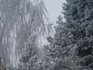 lots of frost
