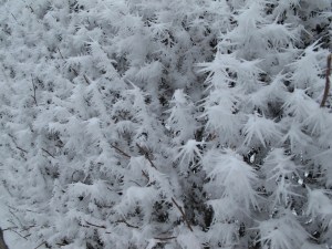 close up of the hedge