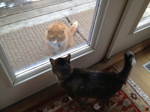 2 cats meeting through glass