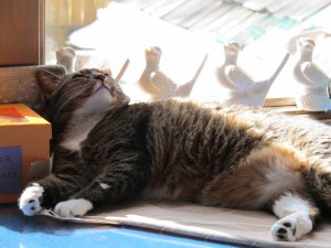 cat relaxing in the sun cat relaxing in the sun