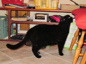 cat snooping cat snooping