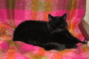 cat comfy on chair cat comfy on chair