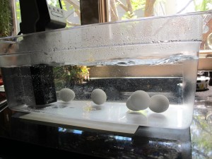 eggs in water tank