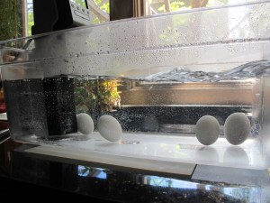eggs in the water