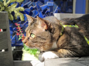 curious cat