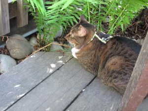 cat resting by my chair