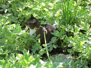 cat exploring the jungle
