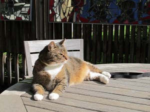 cat in the sun