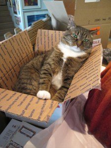 cat resting after her big adventure