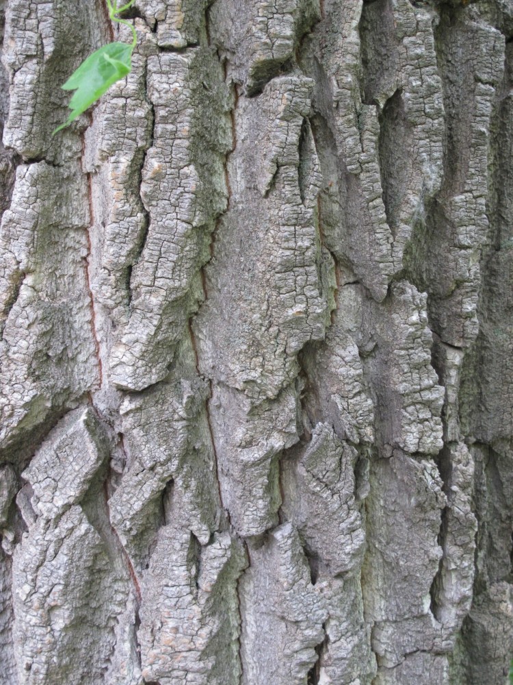 cottonwood bark cottonwood bark