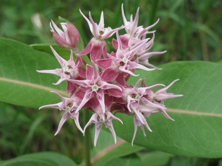 open milkweed flower