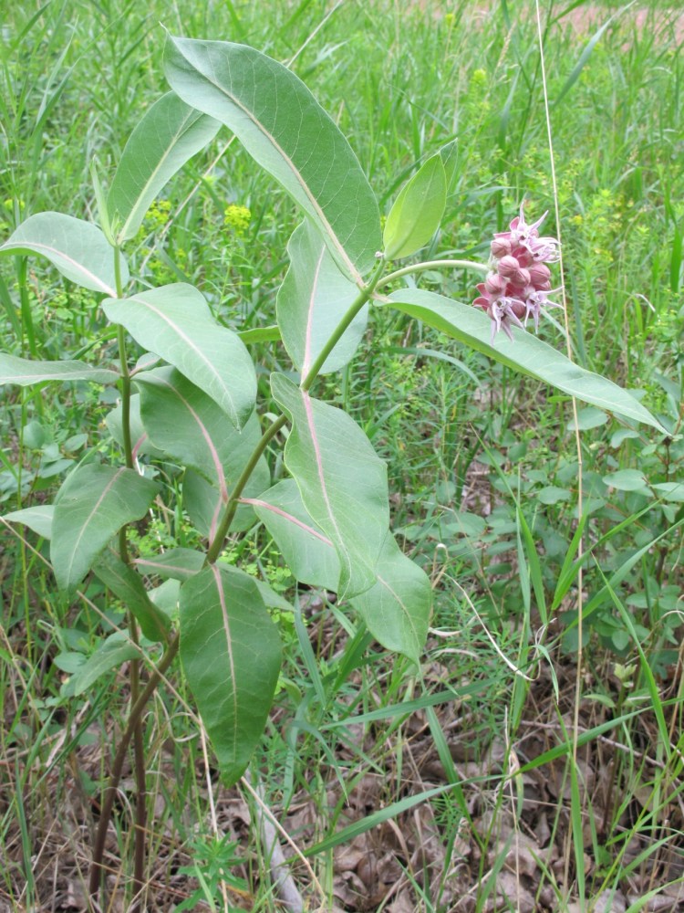 milkweed plant milkweed plant