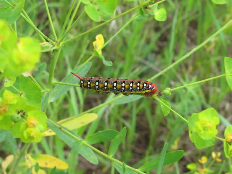 spurge hawkmoth caterpiller spurge hawkmoth caterpiller