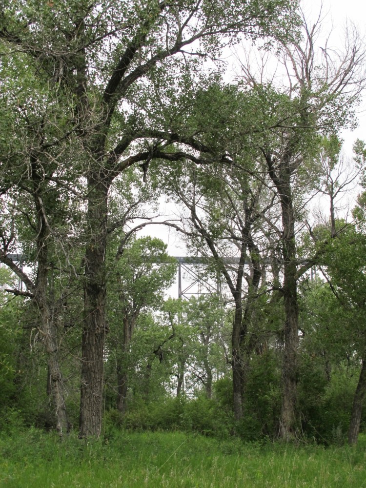 cottonwood trees cottonwood trees