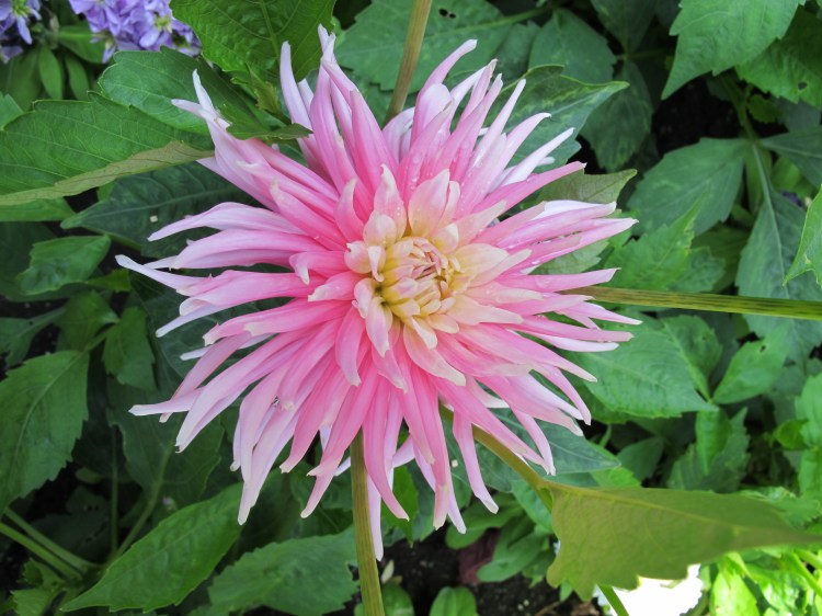 pink dahlia