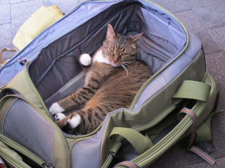 luggage cat luggage cat