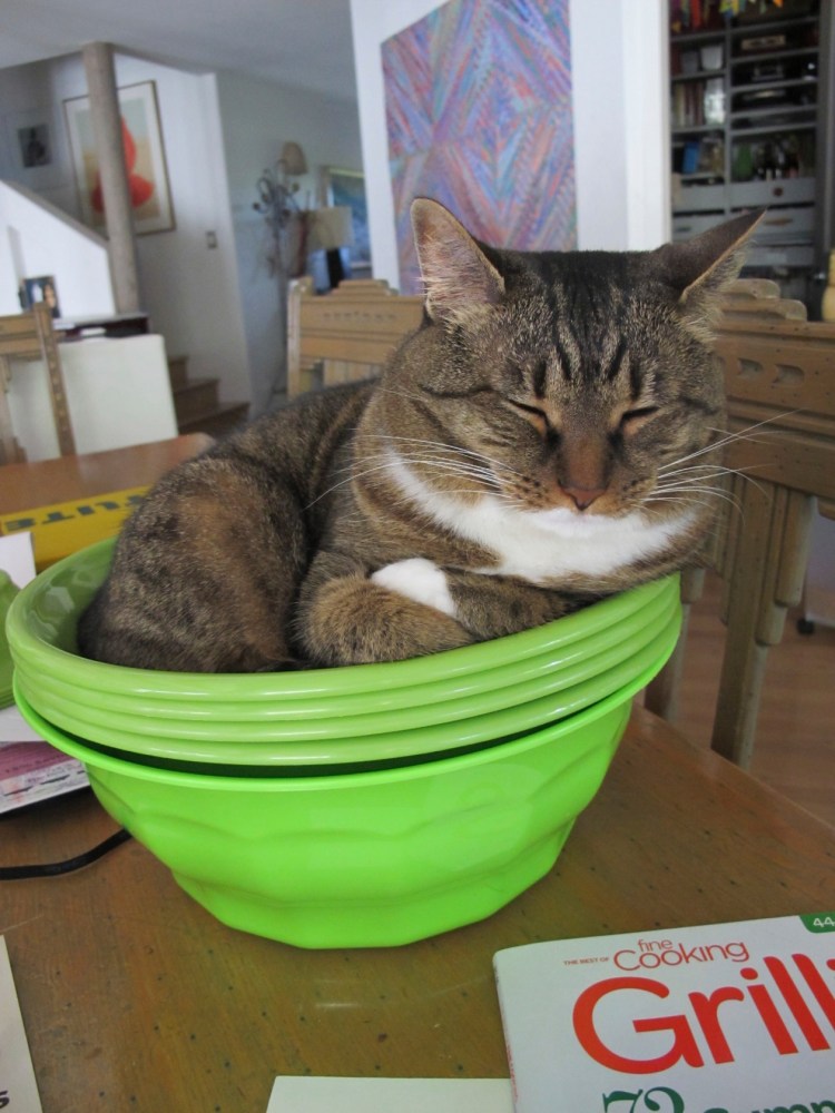 cat in a bowl