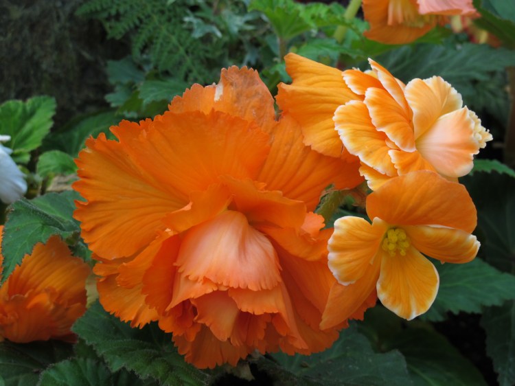 orange begonia