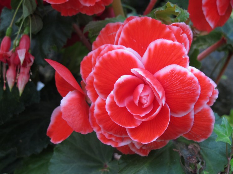 pink and white begonia