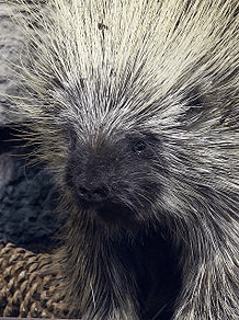 North American porcupine North American porcupine