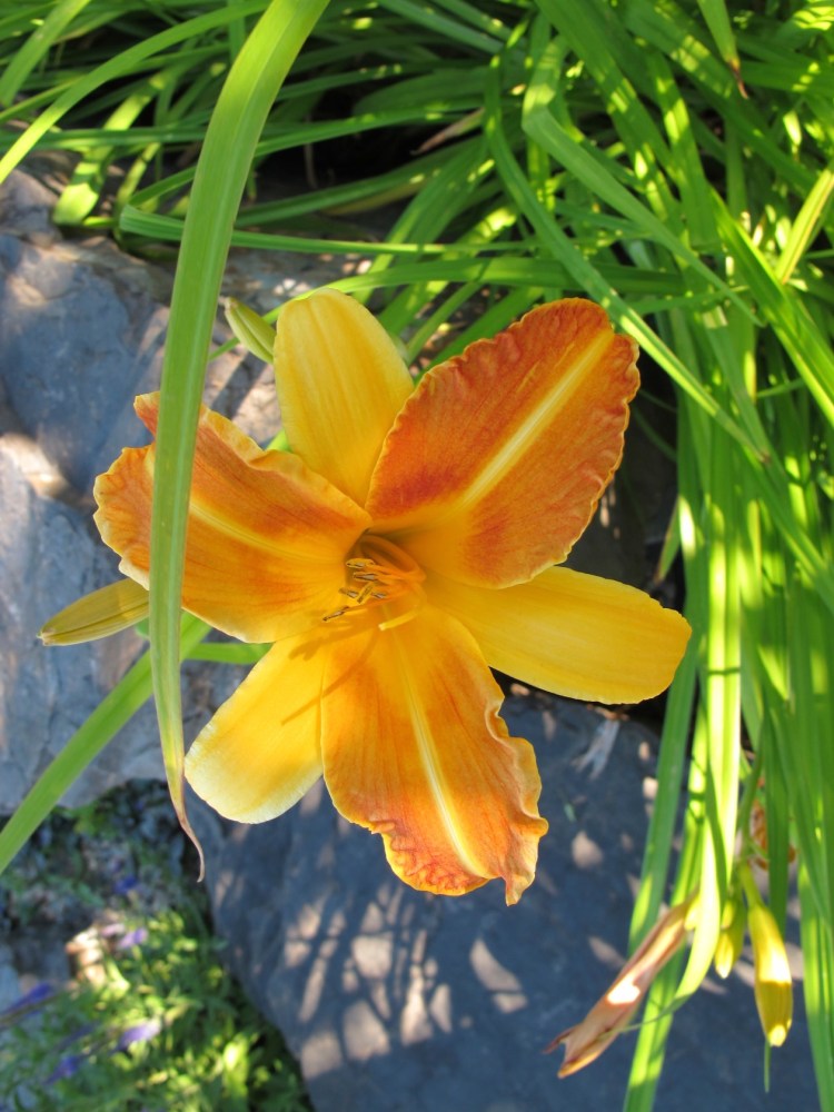 2 color day lily