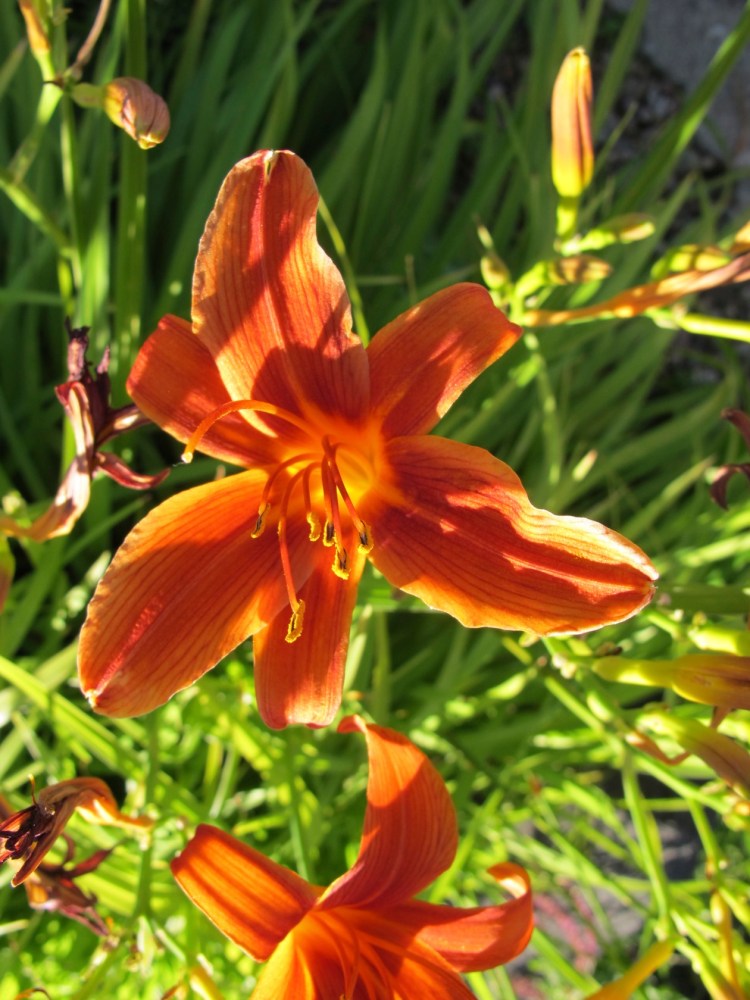 dark orange day lily