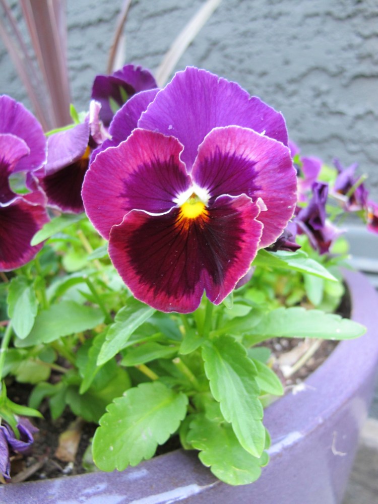 pansy