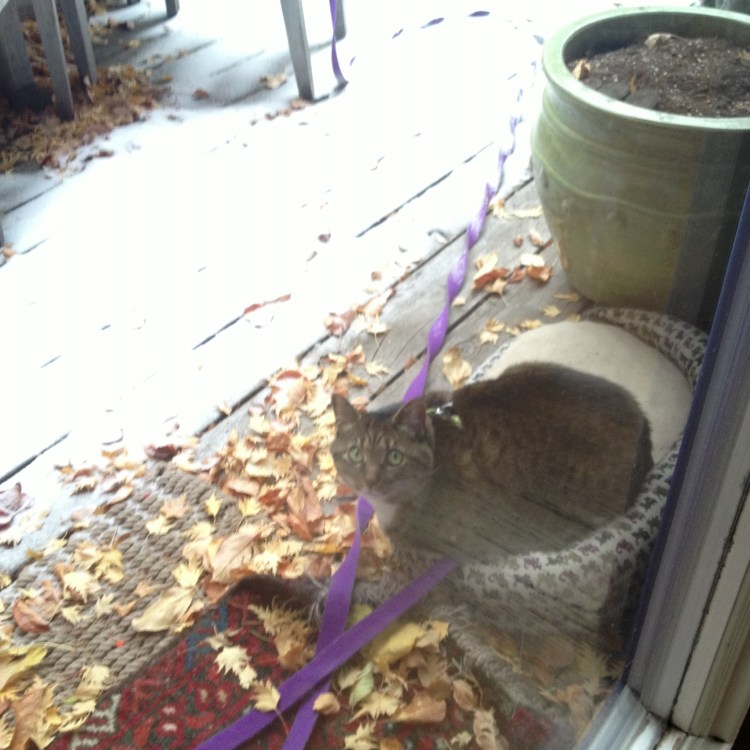 Kush enjoying the great outdoors