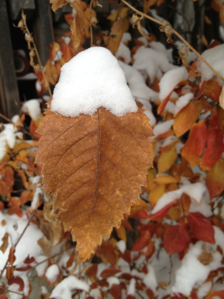 snowy leaf