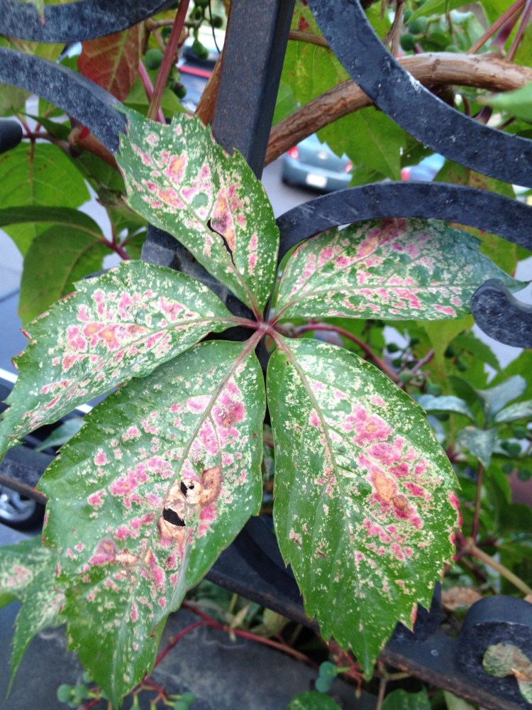 beautiful leaves beautiful leaves