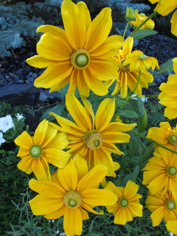 yellow rudbeckia yellow rudbeckia