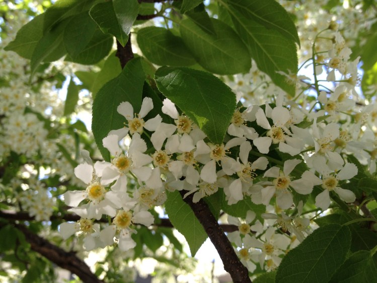 first spring blossoms