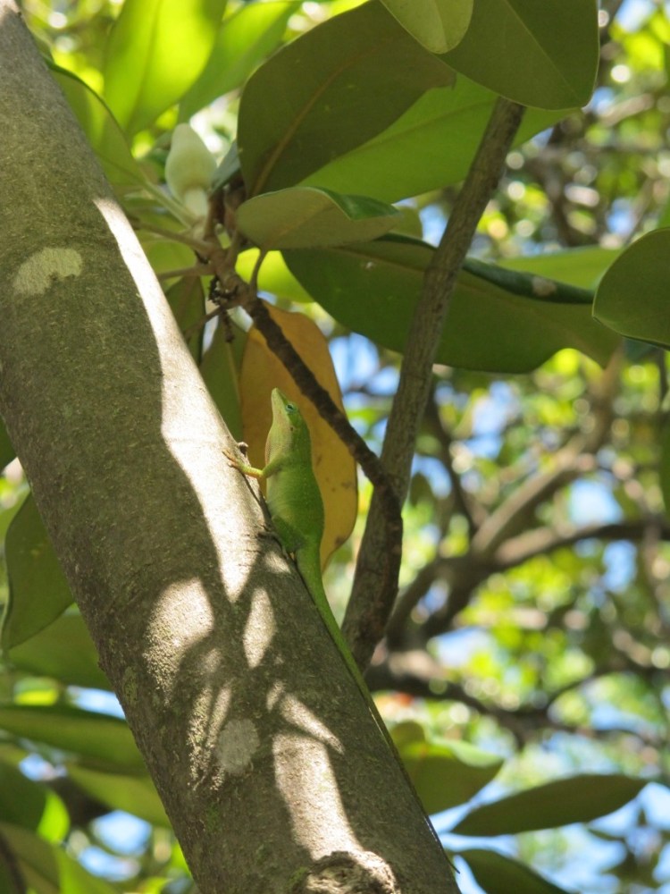green anole lizard
